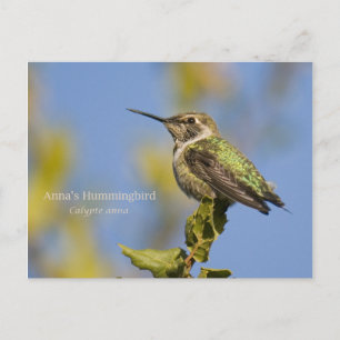Anna's Hummingbird Briefkaart