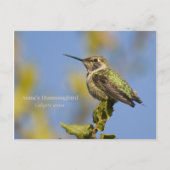 Anna's Hummingbird Briefkaart (Voorkant)