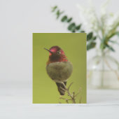Anna's Hummingbird Briefkaart (Staand voorkant)