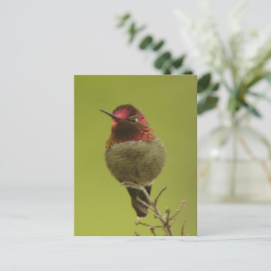 Anna's Hummingbird Briefkaart (Staand voorkant)