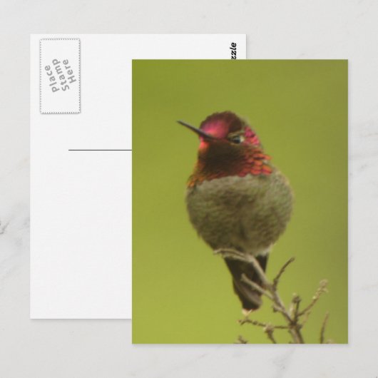 Anna's Hummingbird Briefkaart (Voorkant / Achterkant)