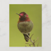 Anna's Hummingbird Briefkaart (Voorkant)