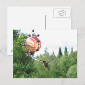 Anna's Hummingbird Briefkaart (Voorkant / Achterkant)