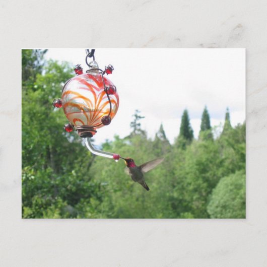Anna's Hummingbird Briefkaart (Voorkant)