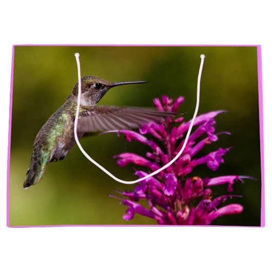 Anna's Hummingbird die voor Anise Hyssop hangt Groot Cadeauzakje (Voorkant)