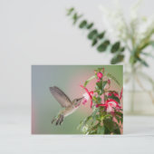Anna's Hummingbird en Fuschia Briefkaart (Staand voorkant)