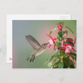 Anna's Hummingbird en Fuschia Briefkaart (Voorkant / Achterkant)
