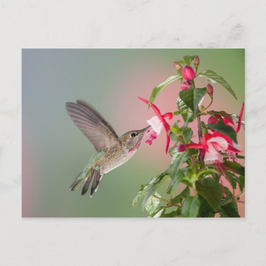 Anna's Hummingbird en Fuschia Briefkaart (Voorkant)
