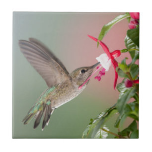 Anna's Hummingbird en Fuschia Tegeltje