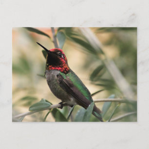 Anna's Hummingbird Foto Briefkaart