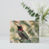 Anna's Hummingbird Foto Briefkaart (Staand voorkant)