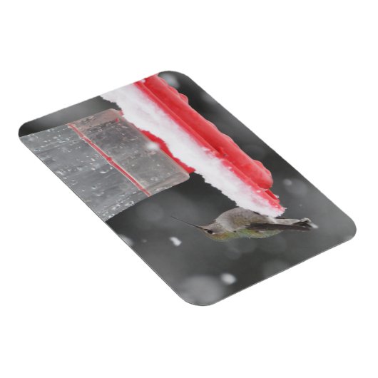 Anna's Hummingbird in de sneeuw Magneet (Rechterzijde)