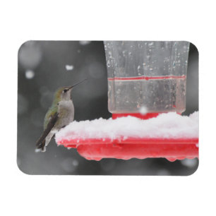 Anna's Hummingbird in de sneeuw Magneet