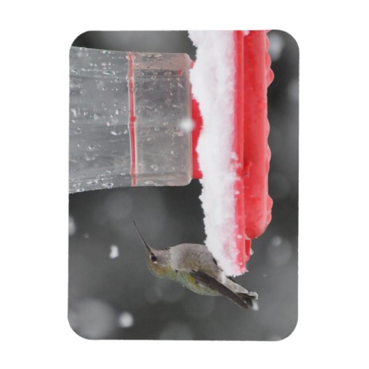 Anna's Hummingbird in de sneeuw Magneet (Verticaal)