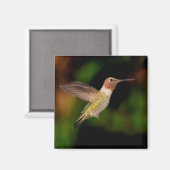 Anna's Hummingbird in Flight Magnet (Voorkant / Achterkant)
