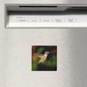 Anna's Hummingbird in Flight Magnet (Insitu (Vaatwasser))