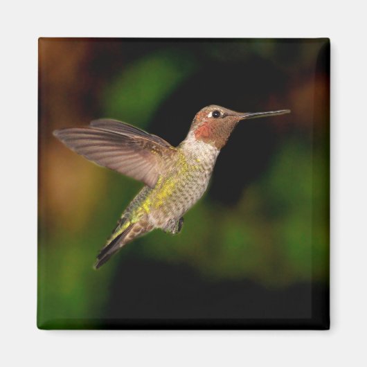 Anna's Hummingbird in Flight Magnet (Voorkant)