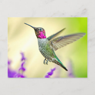 Anna's Hummingbird in vlucht Briefkaart