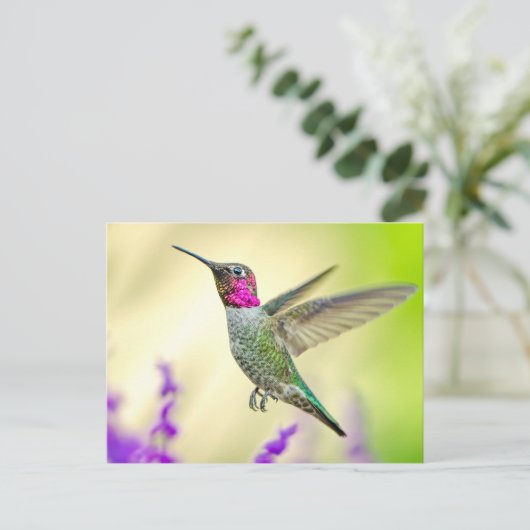 Anna's Hummingbird in vlucht Briefkaart (Staand voorkant)