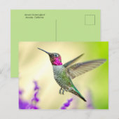 Anna's Hummingbird in vlucht Briefkaart (Voorkant / Achterkant)