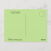 Anna's Hummingbird in vlucht Briefkaart (Achterkant)