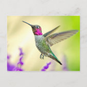 Anna's Hummingbird in vlucht Briefkaart (Voorkant)