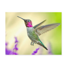 Anna's Hummingbird in vlucht