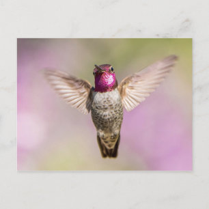 Anna's Hummingbird in vlucht Briefkaart