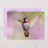 Anna's Hummingbird in vlucht Briefkaart (Voorkant / Achterkant)