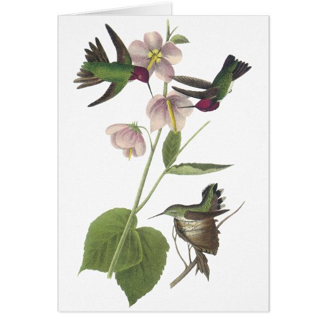 Anna's Hummingbird, James Audubon (Voorkant)