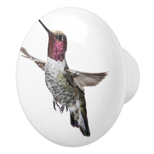 Anna's Hummingbird knob Keramische Knop (Rechts)