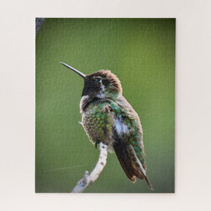 Anna's Hummingbird Legpuzzel