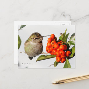 Anna's Hummingbird met Oranje Pyracantha Berries Briefkaart