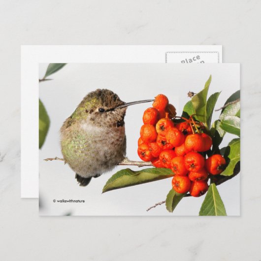 Anna's Hummingbird met Oranje Pyracantha Berries Briefkaart (Voorkant / Achterkant)