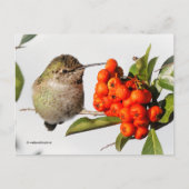 Anna's Hummingbird met Oranje Pyracantha Berries Briefkaart (Voorkant)