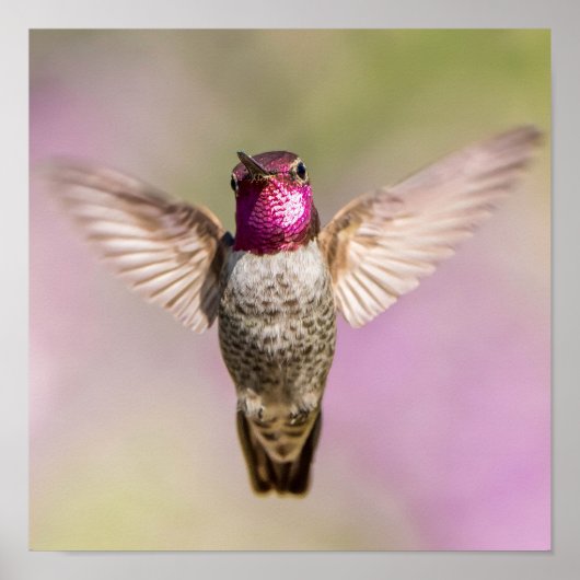 Anna's Hummingbird Mooi Roze, Paars en groen Poster (Voorkant)