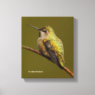 Anna's Hummingbird op de Scarlet Trumpetvine Canvas Afdruk