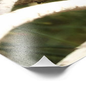 Anna's Hummingbird op Nest Foto Afdruk (Hoek)