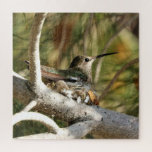 Anna's Hummingbird op Nest