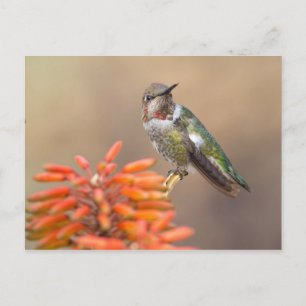 Anna's Hummingbird op Oranje Aloe Blossom Briefkaart