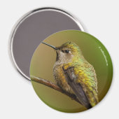 Anna's Hummingbird op Scarlet Trumpetvine Magneet (Voorkant / Achterkant)