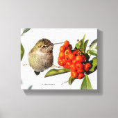 Anna's Hummingbird Poses met de Pyracantha Canvas Afdruk (Voorkant)