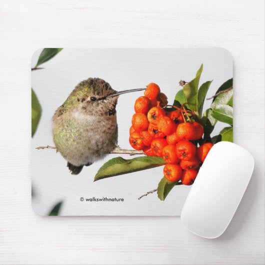 Anna's Hummingbird Poses met de Pyracantha Muismat (Met muis)
