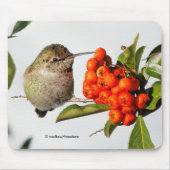 Anna's Hummingbird Poses met de Pyracantha Muismat (Voorkant)
