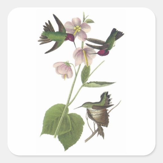 Anna's Hummingbird van Audubon Vierkante Sticker (Voorkant)