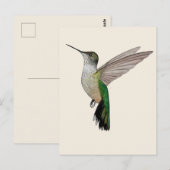 Anna's kolibrie briefkaart (Voorkant / Achterkant)
