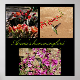 Anna's kolibrie collage print... poster