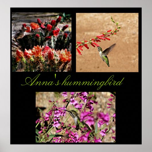 Anna's kolibrie collage print... poster (Voorkant)