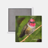 Anna's kolibrie en zijn roze vergeet magneet (Voorkant / Achterkant)