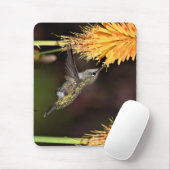 Anna's kolibrie, kolibrie, vogel muismat (Met muis)